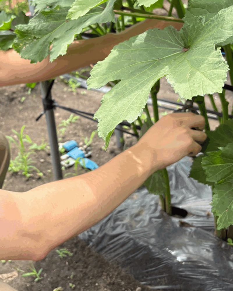 A person harvesting okra by hand