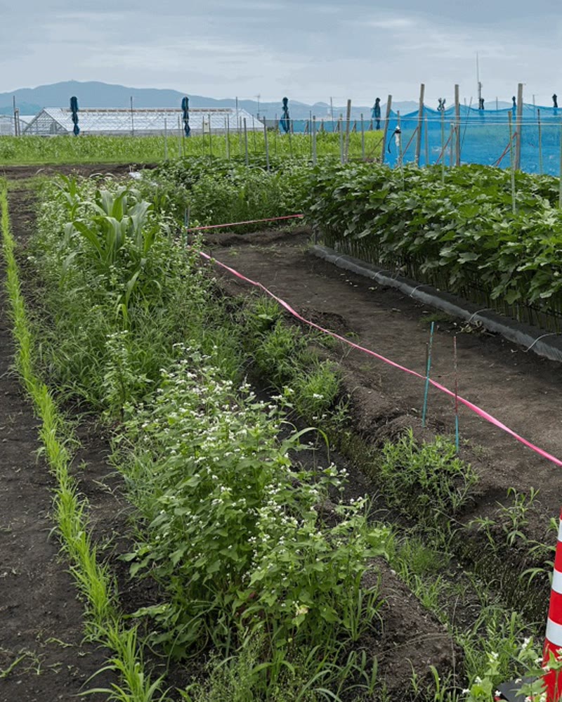 The okra field used for the trial