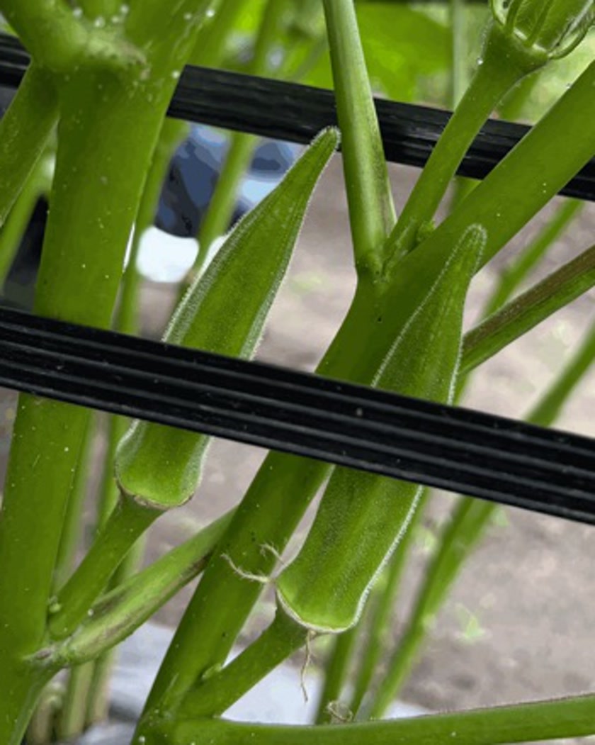 Okra pods on the plant